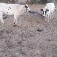 ۲ عدد گاو اسرائیلی