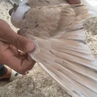 چپ کاکلی.  پرنده ها کرمان هستن