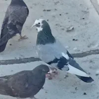 کفتر