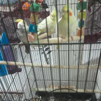 طوطی سالم به ضمانت|حیوانات مزرعه|رشت, سعدی (تختی)|دیوار