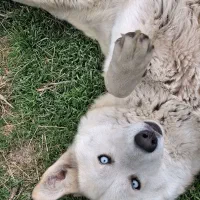 سگ هاسکی زیبا چشم یخی