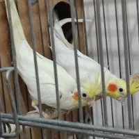 عروس هلندی با قفس|پرنده|اسلام‌شهر, شهرک سعیدیه|دیوار