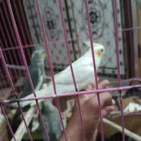 عروس هلندی|پرنده|شادگان, |دیوار