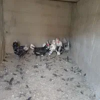 3عدد مرغ ویک عدد خروس گلین|حیوانات مزرعه|شهرضا, |دیوار