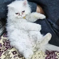 گربه پرشین کت سفید پشمالو شناسنامه در