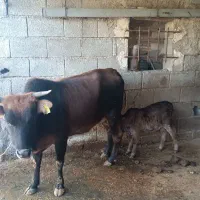 گاو جنگلی با گوساله