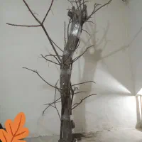 درخت پرنده|لوازم جانبی حیوانات|آران و بیدگل, |دیوار