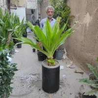 ۲۰ نوع گل  اپارتمانی خاص