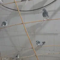کفتر دمگیر سینه واز خرقه نر ماده بدرنگ|پرنده|اصفهان, شاهزید|دیوار