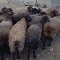 تعداد راس میش کردی درجه یک|حیوانات مزرعه|چناران, |دیوار