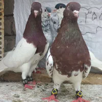 کبوتر رنگی کله سرخ و ساده افشان