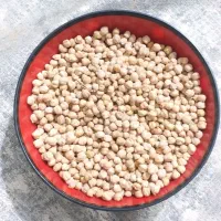 نخود دیمی بهاره همدان