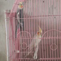 عروس هلندی