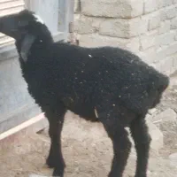 فروش میش جوان همراه با بره ماده فر چاق