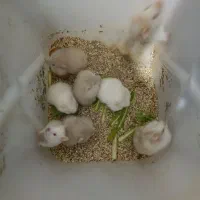 همستر نژاد چشم قرمز پشمالو