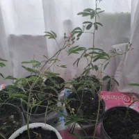 گل قهر وآشتی