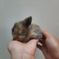 خرگوش لوپ عروسکی|موش و خرگوش|بابل, |دیوار