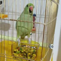 طوطی ملنگو جفت مولد|پرنده|چهارباغ, |دیوار