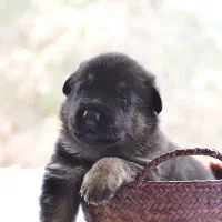 ژرمن شپرد2ماهه کینگ سایز ارجینال وارداتی فقط ۴نیم|سگ|تهران, شهرآرا|دیوار