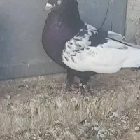 کبوتر سینه سیا|پرنده|زرین دشت (فارس), |دیوار