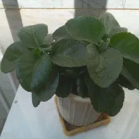 گلدان گل شمعدانی ، پدیلانتوس ، و کالانگوئه|گل و گیاه طبیعی|تهران, تهرانپارس غربی|دیوار