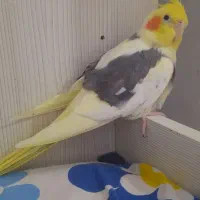 عروس هلندی نر
