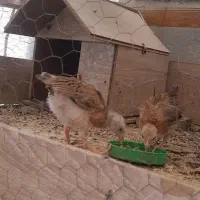 فروش لانه مرغ چوبی