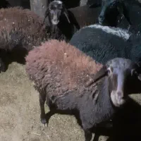 ۷ عدد بره ماده قزل افشار