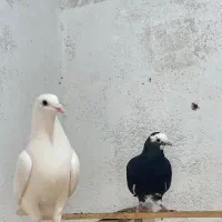 کبوتر .فروشی