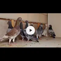 10تا پلاکی نر شهرستانی زرنگ همه جوره به شرط