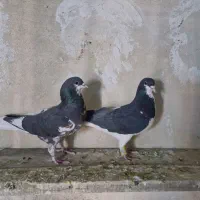 شهری|پرنده|شیراز, گویم|دیوار