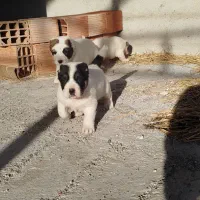 آلابای خط خونی بالا