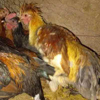 جوجه 5 ماهه|حیوانات مزرعه|رودشت (اصفهان), |دیوار