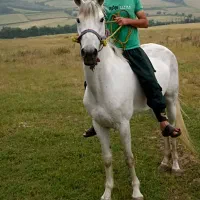 مادیان ترکمن شیش سال