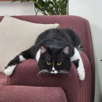 گربه بالغ|گربه|تهران, شهرک صدرا|دیوار