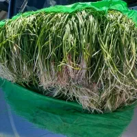 گیاه کوهی پیچک