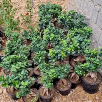 فروش بنسای جنسینگ