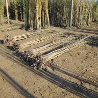 نهال تبریزی برای فضای سبز و زراعت چوب|گل و گیاه طبیعی|شیراز, وصال|دیوار