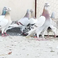 دسته کفتر + ماده شهری