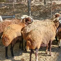 گوسفند داشتی