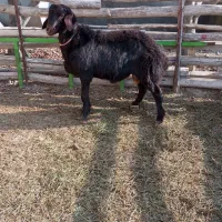 فروش بره نر|حیوانات مزرعه|فیروزآباد (آذربایجان), |دیوار