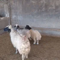 گوسفند نر ماده کردی