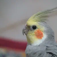 دو عدد عروس هلندی نر|پرنده|الوند, |دیوار