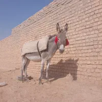 خر الاغ گله ای گوسفند|حیوانات مزرعه|برخوار, |دیوار