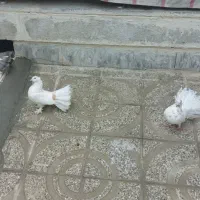 کبوتر دم چتری