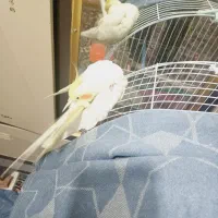 عروس هلندی دستی|پرنده|برخوار, |دیوار