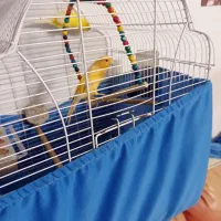 قناری جفت کشیده