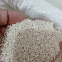 میان باری برنج فجر سوزنی امساله...خوشپخت