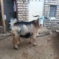 یک عدد بز چاق چاق