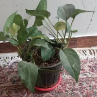 گل برگ انجیری و پتوس|گل و گیاه طبیعی|تهران, افسریه جنوبی|دیوار